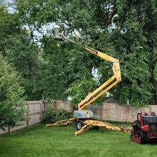 Tree and Shrub Care in Seeley, CA