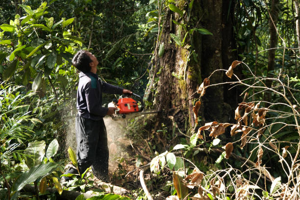 Best Root Management and Removal  in Seeley, CA