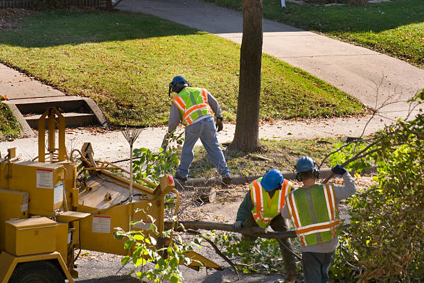 Best Lawn Disease Treatment  in Seeley, CA