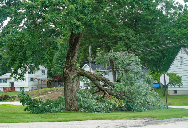 Reliable Seeley, CA Tree Services Solutions