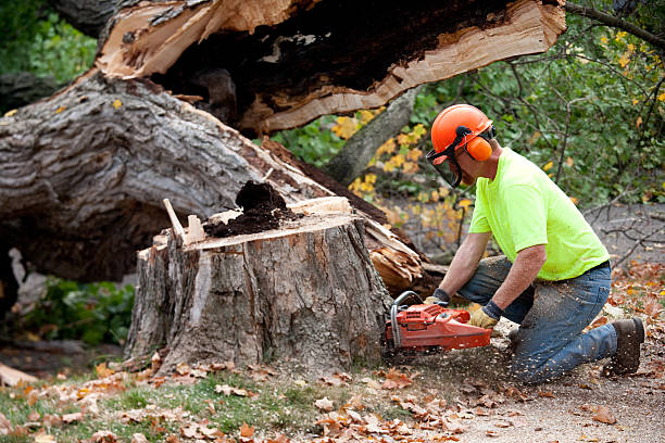 Best Commercial Tree Services  in Seeley, CA