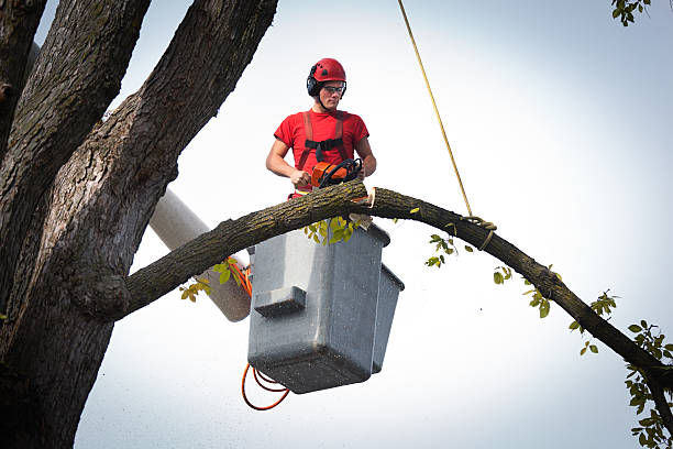 Best Leaf Removal  in Seeley, CA