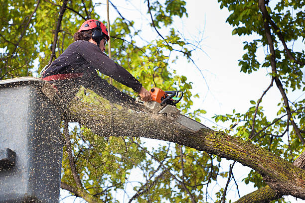 Best Hazardous Tree Removal  in Seeley, CA